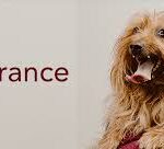 pet insurance