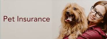 pet insurance